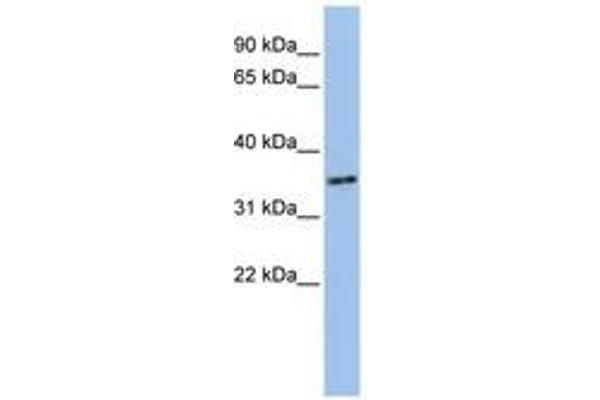 PHF13 抗体  (AA 36-85)
