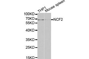 Western blot analysis of extracts of various cell lines, using NCF2 antibody (ABIN5970524) at 1/1000 dilution. (NCF2 抗体)