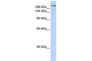 Image no. 1 for anti-Nuclear Factor of Activated T-Cells 5, Tonicity-Responsive (NFAT5) (C-Term) antibody (ABIN6742810) (NFAT5 抗体  (C-Term))