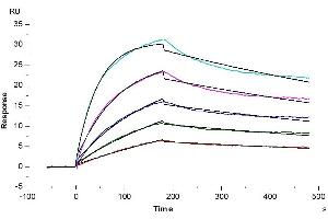 Surface Plasmon Resonance (SPR) image for Tumor Necrosis Factor Receptor Superfamily, Member 13C (TNFRSF13C) (AA 7-71) protein (His tag) (ABIN7273910)