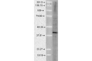 Western Blot analysis of Human Cell lysates showing detection of Aha1 protein using Rat Anti-Aha1 Monoclonal Antibody, Clone 25F2. (AHSA1 抗体  (Atto 390))