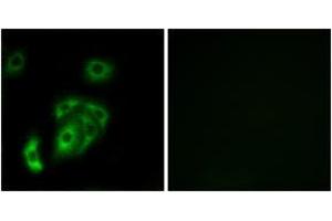 Immunofluorescence (IF) image for anti-Contactin 5 (CNTN5) (AA 891-940) antibody (ABIN2890238) (Contactin 5 抗体  (AA 891-940))