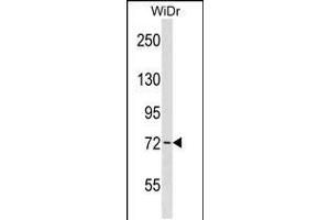 Western blot analysis in WiDr cell line lysates (35ug/lane). (WEE1 抗体  (AA 202-230))