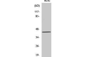 Western Blot analysis of various cells using HNK-1ST Polyclonal Antibody. (CHST10 抗体  (AA 160-240))