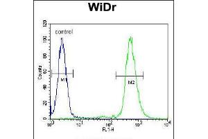 Flow cytometric analysis of WiDr cells (right histogram) compared to a negative control cell (left histogram). (RPS6 抗体  (Ser240, Ser244))