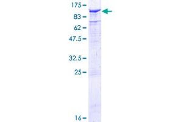 TLE2 Protein (AA 1-743) (GST tag)