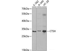 Western blot analysis of extracts of various cell lines using CTSH Polyclonal Antibody at dilution of 1:1000. (Cathepsin H 抗体)
