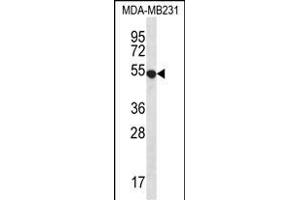GPR34 Antibody (Center) (ABIN656767 and ABIN2845988) western blot analysis in MDA-M cell line lysates (35 μg/lane). (GPR34 抗体  (AA 232-261))
