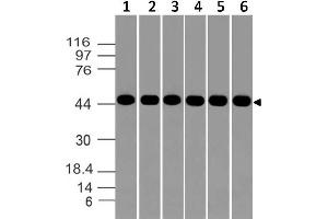 Image no. 1 for anti-Aurora Kinase A (AURKA) (AA 55-250) antibody (ABIN5027048) (Aurora A 抗体  (AA 55-250))
