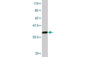 Western Blot detection against Immunogen (35. (KLF12 抗体  (AA 1-90))