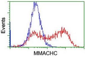 HEK293T cells transfected with either RC223846 overexpress plasmid (Red) or empty vector control plasmid (Blue) were immunostained by anti-MMACHC antibody (ABIN2455915), and then analyzed by flow cytometry. (MMACHC 抗体)