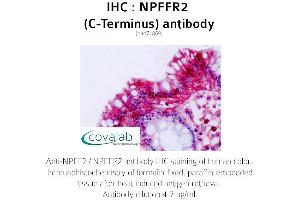 Image no. 1 for anti-Neuropeptide FF Receptor 2 (NPFF2) (C-Term) antibody (ABIN1737471) (NPFFR2 抗体  (C-Term))