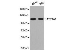 Western Blotting (WB) image for anti-Sodium Potassium ATPase, alpha1 (ATP1A1) antibody (ABIN1871152) (ATP1A1 抗体)