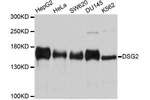 Western blot analysis of extracts of various cell lines, using DSG2 antibody (ABIN5996343) at 1/1000 dilution. (Desmoglein 2 抗体)