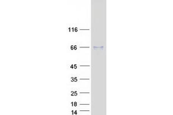 ATCAY Protein (Myc-DYKDDDDK Tag)