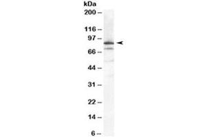 Western blot testing of HeLa cell lysate with Ku80 antibody at 0. (XRCC5 抗体)