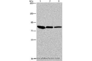 Western blot analysis of Mouse skin tissue, HUVEC and Hela cell, using JUP Polyclonal Antibody at dilution of 1:850 (JUP 抗体)