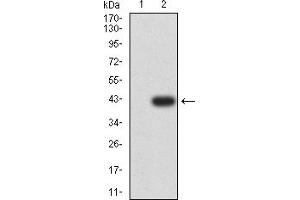 Western blot analysis using CD181 mAb against HEK293 (1) and CD181-hIgGFc transfected HEK293 (2) cell lysate. (CXCR1 抗体)