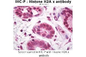 Image no. 1 for anti-H2A Histone Family, Member X (H2AFX) antibody (ABIN1514980) (H2AFX 抗体)