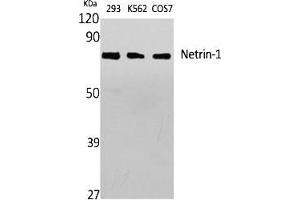 Western Blot analysis of various cells using Netrin-1 Polyclonal Antibody diluted at 1:1000. (Netrin 1 抗体  (C-Term))