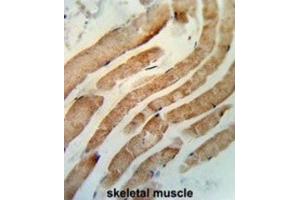 Immunohistochemistry (IHC) image for anti-RAB7A, Member RAS Oncogene Family (RAB7A) antibody (ABIN3003858) (RAB7A 抗体)