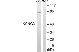 Western blot analysis of extracts from MCF-7 cells, using KCNG3 antibody. (KCNG3 抗体  (Internal Region))