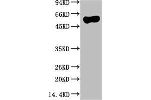 Western blot analysis of Hela Cell Lysate using ATG5 Mouse mAb diluted at 1:10000 (ATG5 抗体)