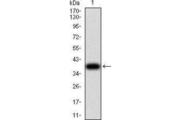 RAD21 抗体  (AA 287-403)