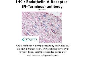 Image no. 1 for anti-Endothelin Receptor Type A (EDNRA) (Extracellular Domain), (N-Term) antibody (ABIN1734025) (Endothelin-1 Receptor 抗体  (Extracellular Domain, N-Term))
