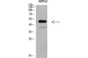 Western Blot analysis of HEPG2 cells using TRAF1 Polyclonal Antibody diluted at 1:500. (TRAF1 抗体  (AA 191-240))