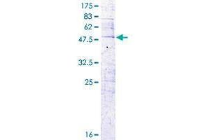 CFC1 Protein (AA 1-223) (GST tag)