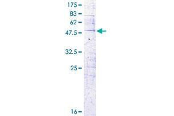 CFC1 Protein (AA 1-223) (GST tag)