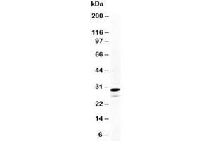 Western blot testing of Calretinin antibody and HeLa cell lysate. (Calretinin 抗体  (N-Term))