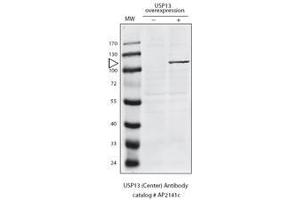 Detection of USP13 in HeLa cells expressing exogenous USP13 by anti-USP13 Pab. (USP13 抗体  (N-Term))