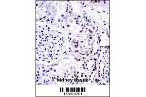 NONO Antibody immunohistochemistry analysis in formalin fixed and paraffin embedded human kidney tissue followed by peroxidase conjugation of the secondary antibody and DAB staining. (NONO 抗体  (N-Term))