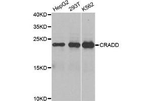 Western blot analysis of extracts of various cell lines, using CRADD antibody. (CRADD 抗体)
