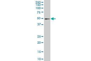 IRF2 monoclonal antibody (M04), clone 7C2 Western Blot analysis of IRF2 expression in Hela S3 NE . (IRF2 抗体  (AA 216-315))