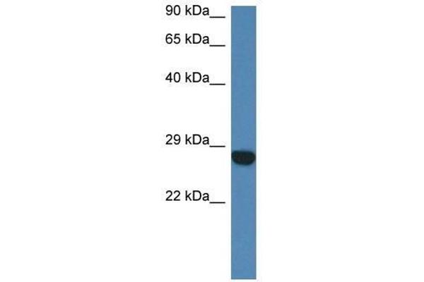 CCDC90B 抗体  (N-Term)