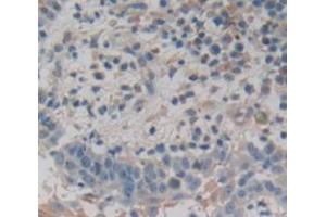 IHC-P analysis of Human Tissue, with DAB staining. (Dermokine 抗体  (AA 27-238))