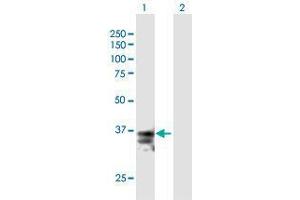Western Blot analysis of FASLG expression in transfected 293T cell line by FASLG MaxPab polyclonal antibody. (FASL 抗体  (AA 1-281))