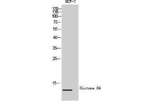 Western Blotting (WB) image for anti-Histone H4 (Lys310) antibody (ABIN6280079) (Histone H4 抗体  (Lys310))