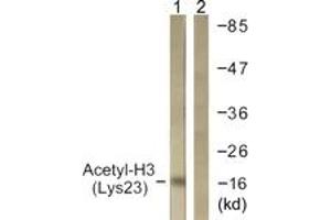 Western Blotting (WB) image for anti-Histone 3 (H3) (H3K23ac) antibody (ABIN2890731) (Histone 3 抗体  (H3K23ac))