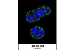 Confocal immunofluorescent analysis of FOLH1 Antibody with ZR-75-1 cell followed by Alexa Fluor 488-conjugated goat anti-rabbit lgG (green). (PSMA 抗体  (N-Term))