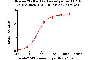 ELISA plate pre-coated by 1 μg/mL (100 μL/well) Human VEGFA , His tagged protein (ABIN6964094, ABIN7042443 and ABIN7042444) can bind Anti-VEGFA Neutralizing antibody ABIN7093077 and ABIN7272607 in a linear range of 3. (VEGFA Protein (AA 27-147) (His tag))