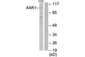 Western blot analysis of extracts from COS7 cells, using AAK1 Antibody. (AAK1 抗体  (AA 271-320))