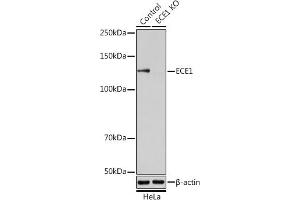 Western blot analysis of extracts from normal (control) and ECE1 knockout (KO) HeLa cells, using ECE1 antibody (ABIN6130351, ABIN6139914, ABIN6139915 and ABIN6221276) at 1:1000 dilution. (ECE1 抗体  (AA 670-770))