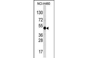 Western blot analysis of TFAP2A Antibody in NCI-H460 cell line lysates (35ug/lane) (TFAP2A 抗体  (C-Term))