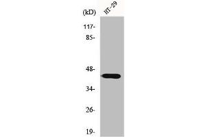 Western Blot analysis of HT29 cells using GATA-1 Polyclonal Antibody (GATA1 抗体)