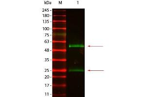 Western Blot of Goat anti-Mouse IgG Antibody DyLight 800 Conjugated Pre-absorbed. (山羊 anti-小鼠 IgG Antibody (DyLight 800) - Preadsorbed)