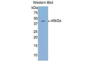 Western Blotting (WB) image for anti-Annexin A1 (ANXA1) (AA 1-346) antibody (ABIN5661974) (Annexin a1 抗体  (AA 1-346))